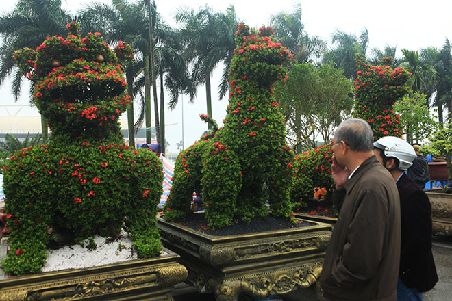 Chiêm ngưỡng 2 cặp kiểng khủng hình linh vật vừa về đến Hà Nội